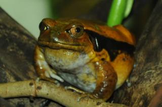 www.Zootierliste.de